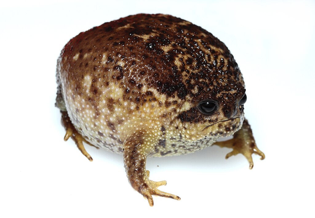 Photograph of Cape Rain Frog